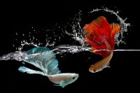 290 - PISCES - YONG ROBIN - australia <div
